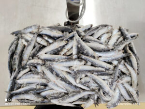 anchoveta1