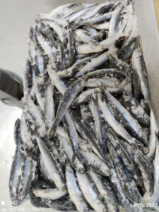 anchoveta2