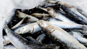 anchoveta3