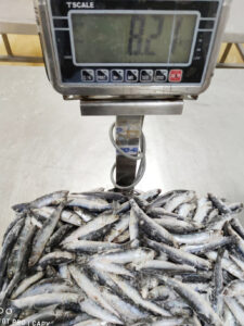 anchoveta5