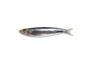 anchoveta6